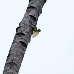 Anolis chloris
