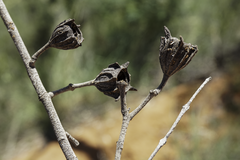 Angophora melanoxylon
