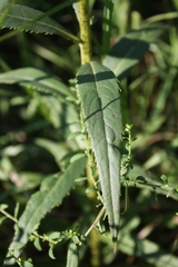 Vernonia fasciculata