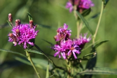 Vernonia fasciculata