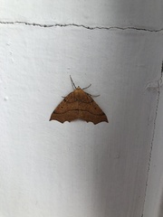 Tetracis jubararia