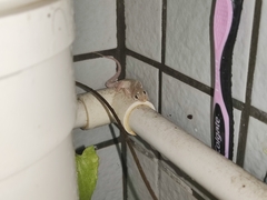 Hemidactylus bowringii