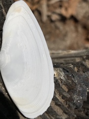Megangulus bodegensis