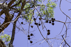 Angophora melanoxylon