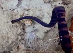 Emydocephalus annulatus