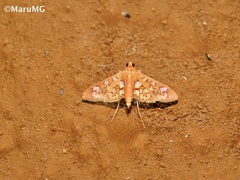Phostria