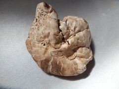 Agaricus subfloccosus