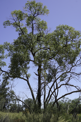 Angophora melanoxylon