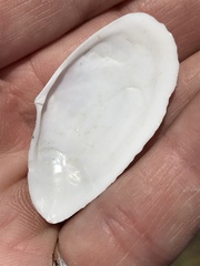Megangulus bodegensis