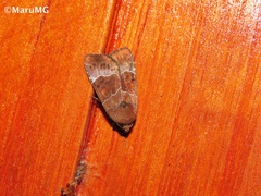 Hampsonodes