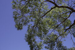 Angophora melanoxylon