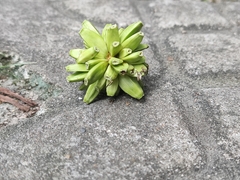 Camptotheca acuminata