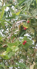 Cucumis maderaspatanus