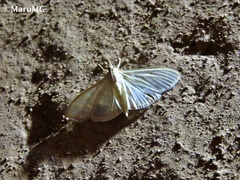 Margaroniini