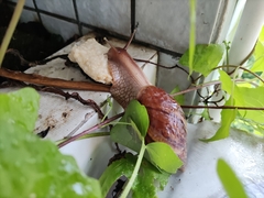 Lissachatina immaculata