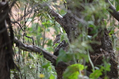 Acanthiza uropygialis