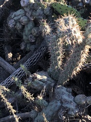 Cylindropuntia
