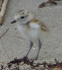 Charadrius obscurus aquilonius
