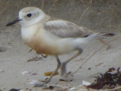 Charadrius obscurus aquilonius