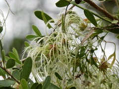 Clematis microphylla
