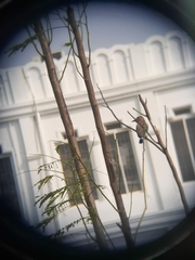 Coracias benghalensis