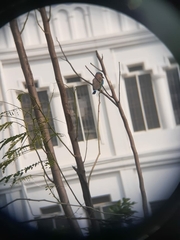 Coracias benghalensis
