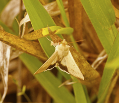 Helicoverpa punctigera