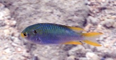 Neopomacentrus nemurus