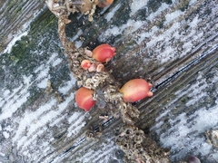 Halocynthia aurantium