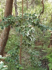 Viburnum odoratissimum