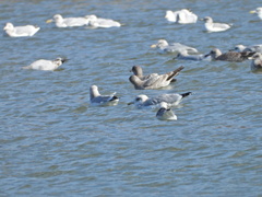 Larus glaucescens × occidentalis