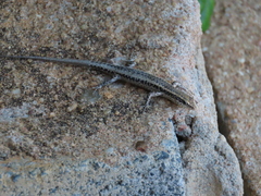 Cryptoblepharus