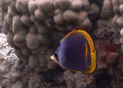 Chaetodon flavirostris