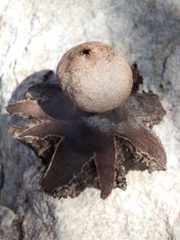 Geastrum hieronymi