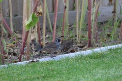 Callipepla californica