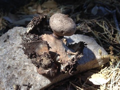 Geastrum hieronymi