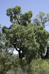 Angophora melanoxylon