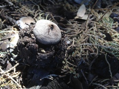 Geastrum hieronymi