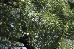 Angophora melanoxylon