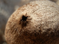 Geastrum hieronymi