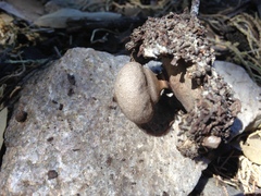 Geastrum hieronymi