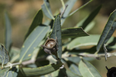 Angophora melanoxylon