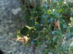 Damnacanthus indicus indicus