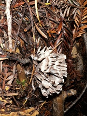 Thelephora anthocephala