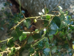 Damnacanthus indicus indicus