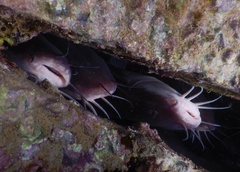 Plotosus lineatus