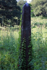 Parthenocissus quinquefolia