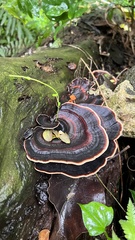 Microporus