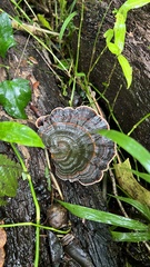 Microporus