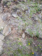 Sonchus novae-zelandiae